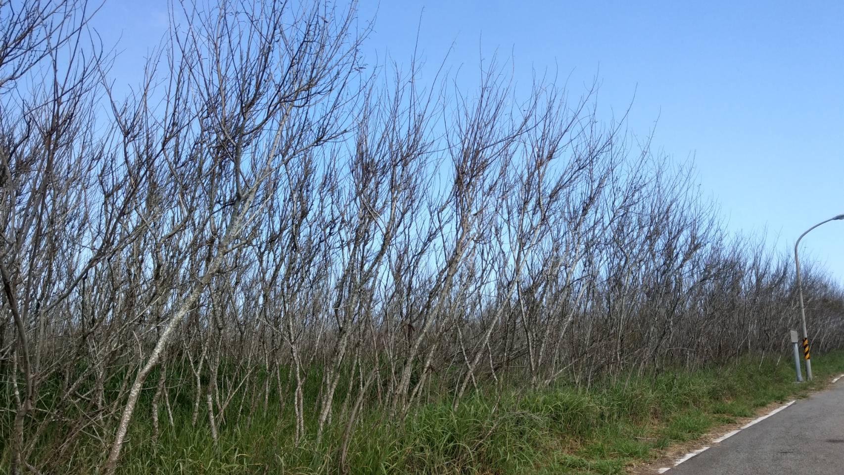 澎湖處處可見成片的銀合歡樹林，但是銀合歡具有奪他性，單一樹種不利生態平衡發展，現在要積極投入種植多元樹種，建構多樣性的生態。（慈心基金會提供）