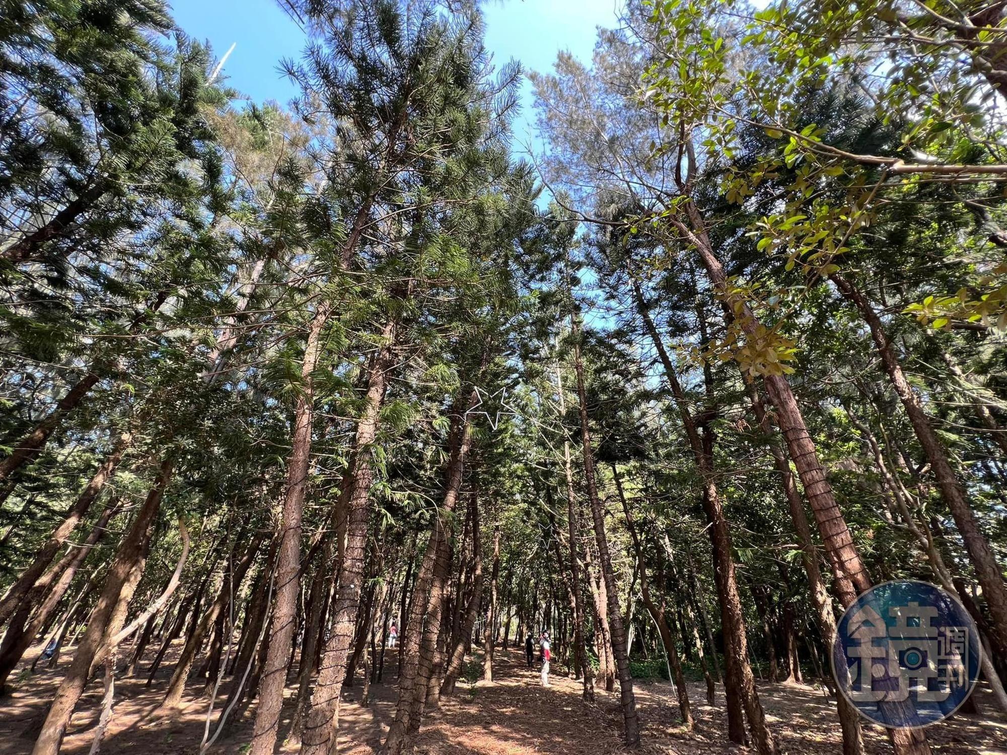 澎湖縣林務公園裡有一片聳天的森林，是澎湖少見的林蔭區域，合適前來野餐。