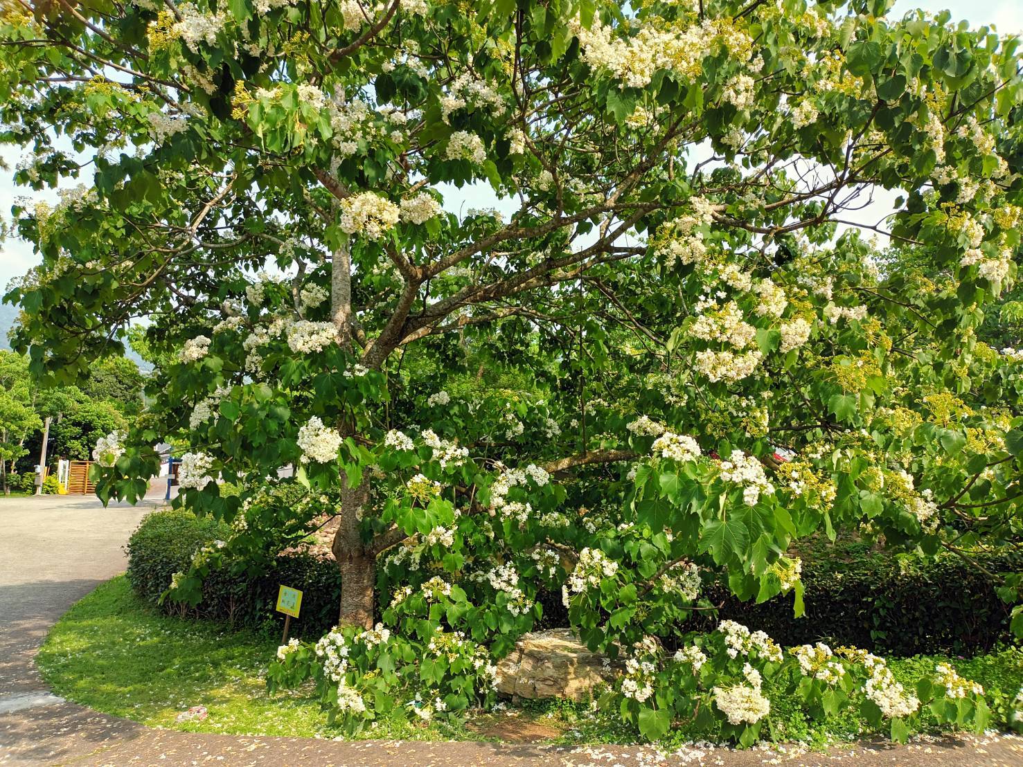 位於苗栗的姜太公中部道場客家大院油桐花盛開，其中一株號稱「台灣桐花王」的油桐樹，吸引攝影家爭相攝影。（姜太公中部道場提供）