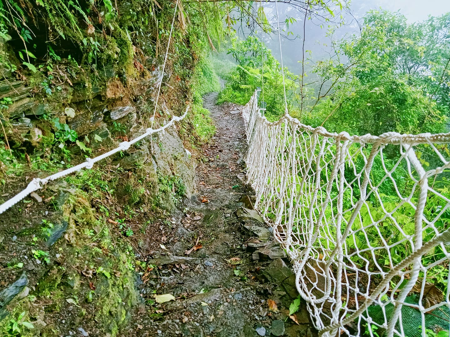 北大武山0.2k以上到三角點，處處危崖峭壁，卻都被樹木、草叢掩蔽。圖並非事發地點。（翻攝自屏東林區管理處北大武山資訊站）