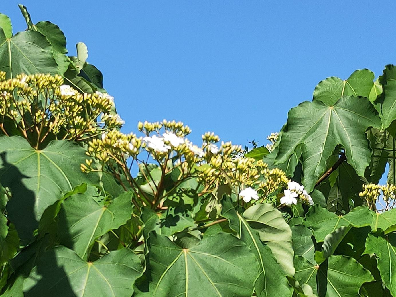 平溪也正迎來油桐花開的季節，賞螢時亦可順遊周邊生態環境。（新北觀光旅遊局提供）