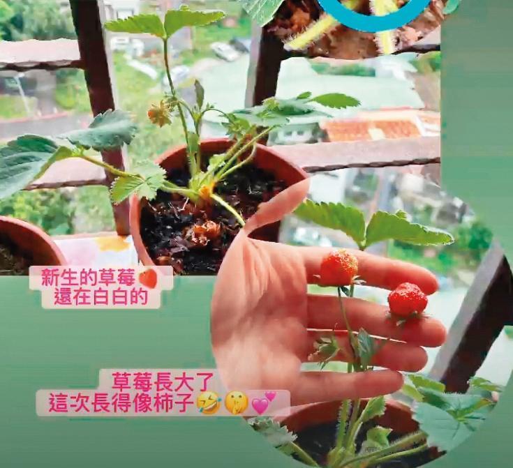 許藍方在家中玩起真實版的「開心農場」,種草莓不求人。(翻攝自許藍方IG)