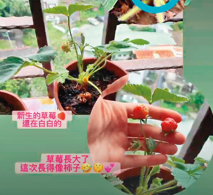許藍方在家中玩起真實版的「開心農場」,種草莓不求人。(翻攝自許藍方IG)