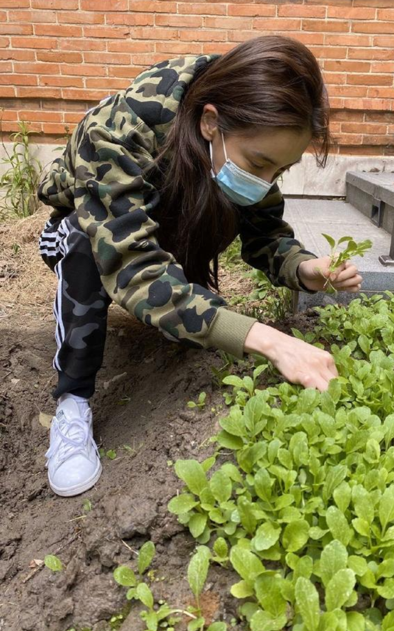 Angelababy秀出自己種菜的照片作為鐵證。（翻攝自Angelababy微博）