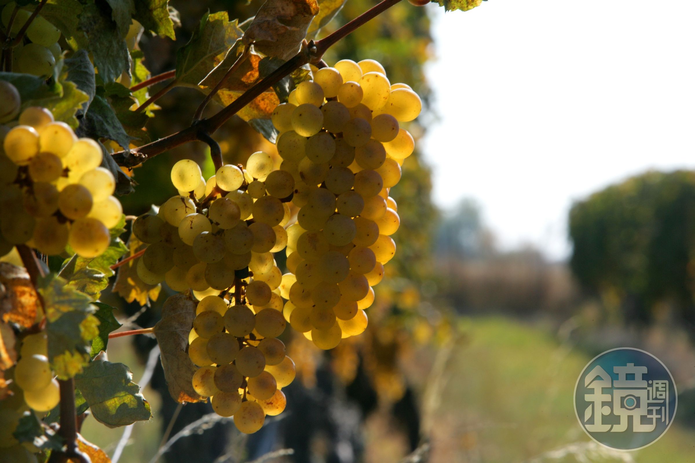 福敏（Furmint）品種的葡萄酸度高、皮相對較厚，適合與貴腐黴菌共生得到貴腐葡萄乾，是Tokaj貴腐酒的靈魂核心。（好食365提供）