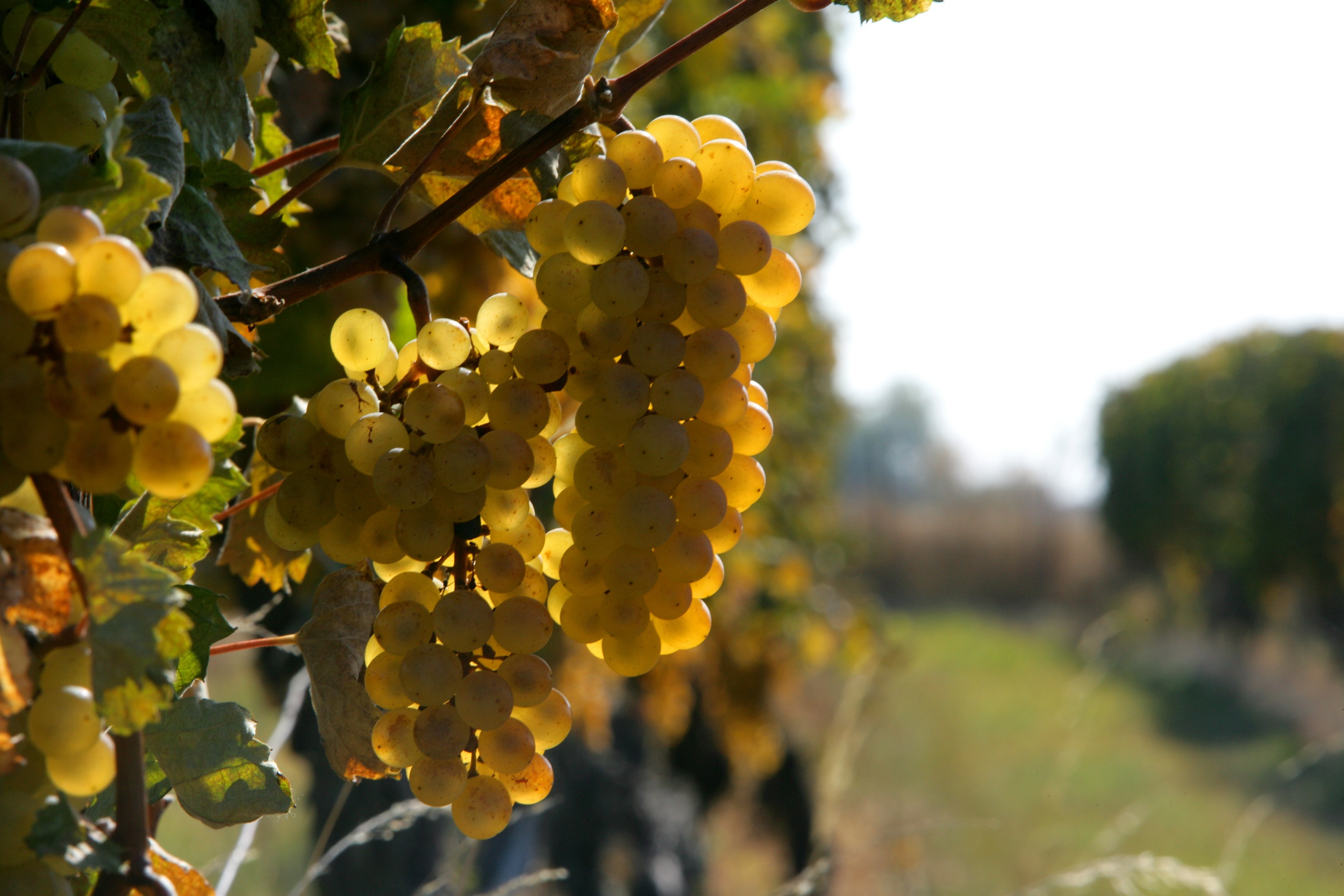 福敏（Furmint）品種的葡萄酸度高、皮相對較厚，適合與貴腐黴菌共生得到貴腐葡萄乾，是Tokaj貴腐酒的靈魂核心。（好食365提供）
