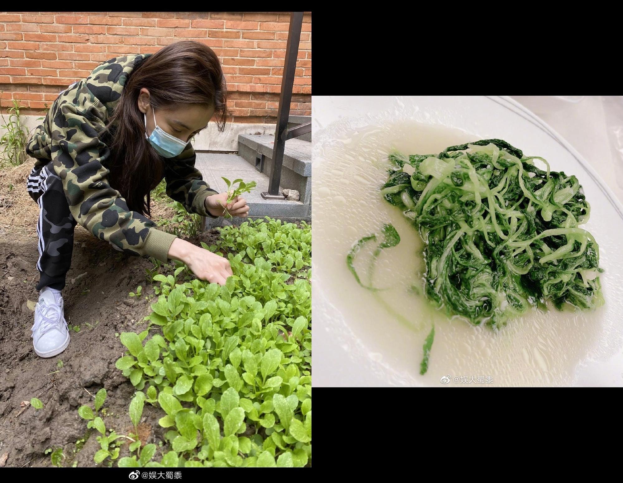 Angelababy 2020年曾在微博分享她親手種菜的日記, 最後還用雞毛菜的嫩芽炒了一盤青菜大快朵頤。 (微博圖片)