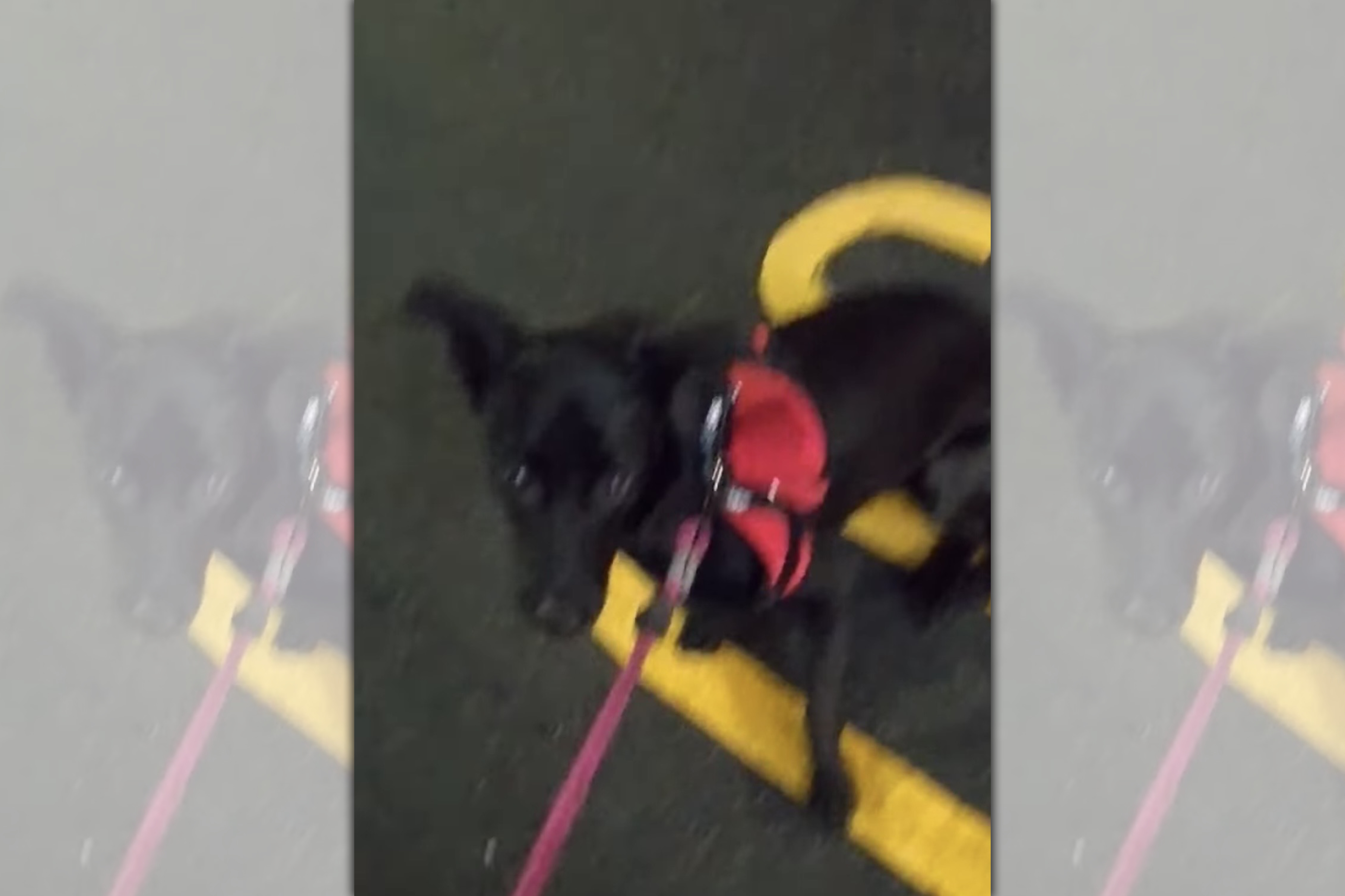 怕人的黑狗吉祥被控吠叫嚇小孩哭。（翻攝黑犬軍團畫面）