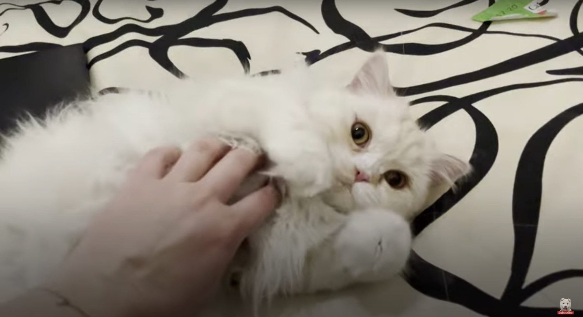 烏克蘭貓咪佩斯克日前展開一段「千里尋奴才」的長征之旅。(翻攝自The Humane Society of the United States YouTube)