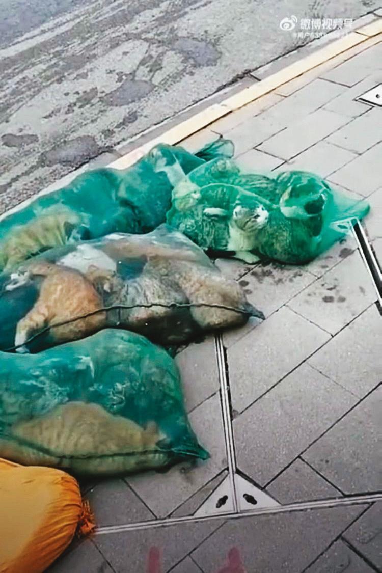 中國網友爆料，許多民眾因染疫被迫移至他處隔離，他們的寵物貓被當局集中處置、前途未卜。（翻攝自推特）