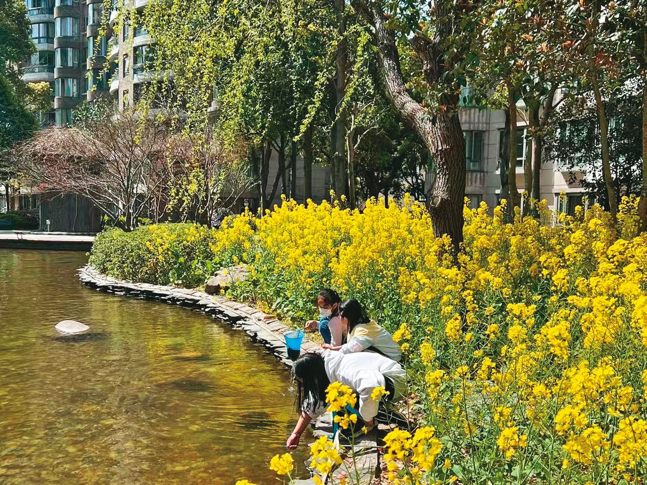 周小姐所住的社區裡油菜花滿開，她卻只能趁做核酸檢測下樓時欣賞。（周小姐提供）