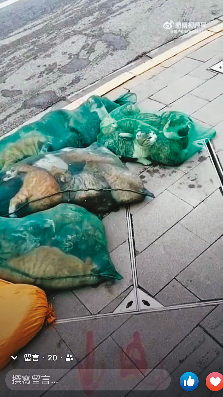 中國網友爆料,許多民眾因染疫被迫移至他處隔離,他們的寵物貓被當局集中處置、前途未卜。(翻攝自推特)