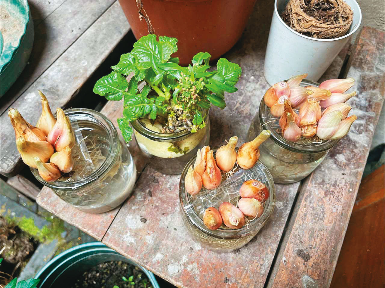 上海居民自行在家水培白蘿蔔和小蔥等蔬菜。（梁小姐提供）