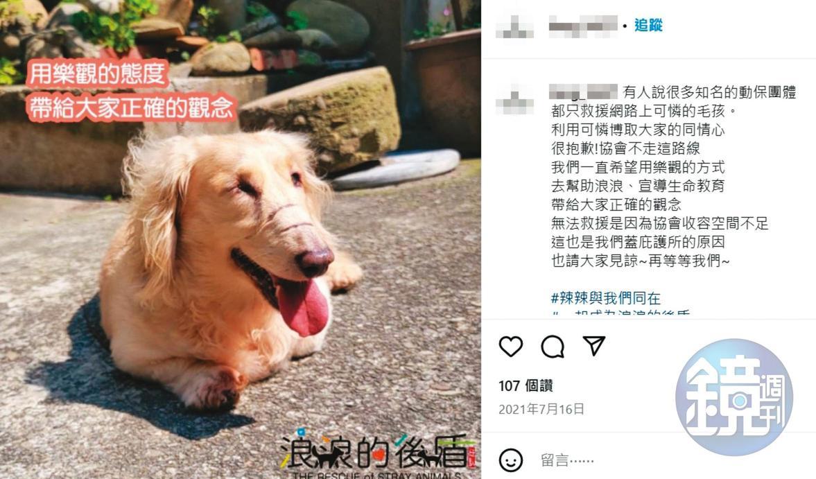 協會用受傷的長毛臘腸犬辣辣（圖）的照片宣傳，吸引不少善款。（讀者提供）