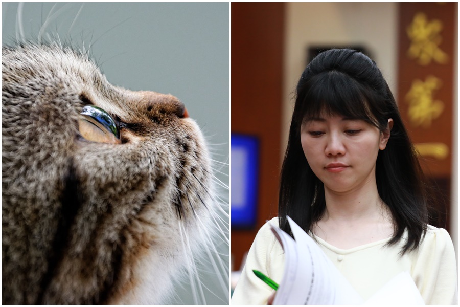 高嘉瑜因質詢意外打開「潘朵拉盒子」，遭到國內飼主及獸醫砲轟。（示意圖，Pexels／本刊資料照）