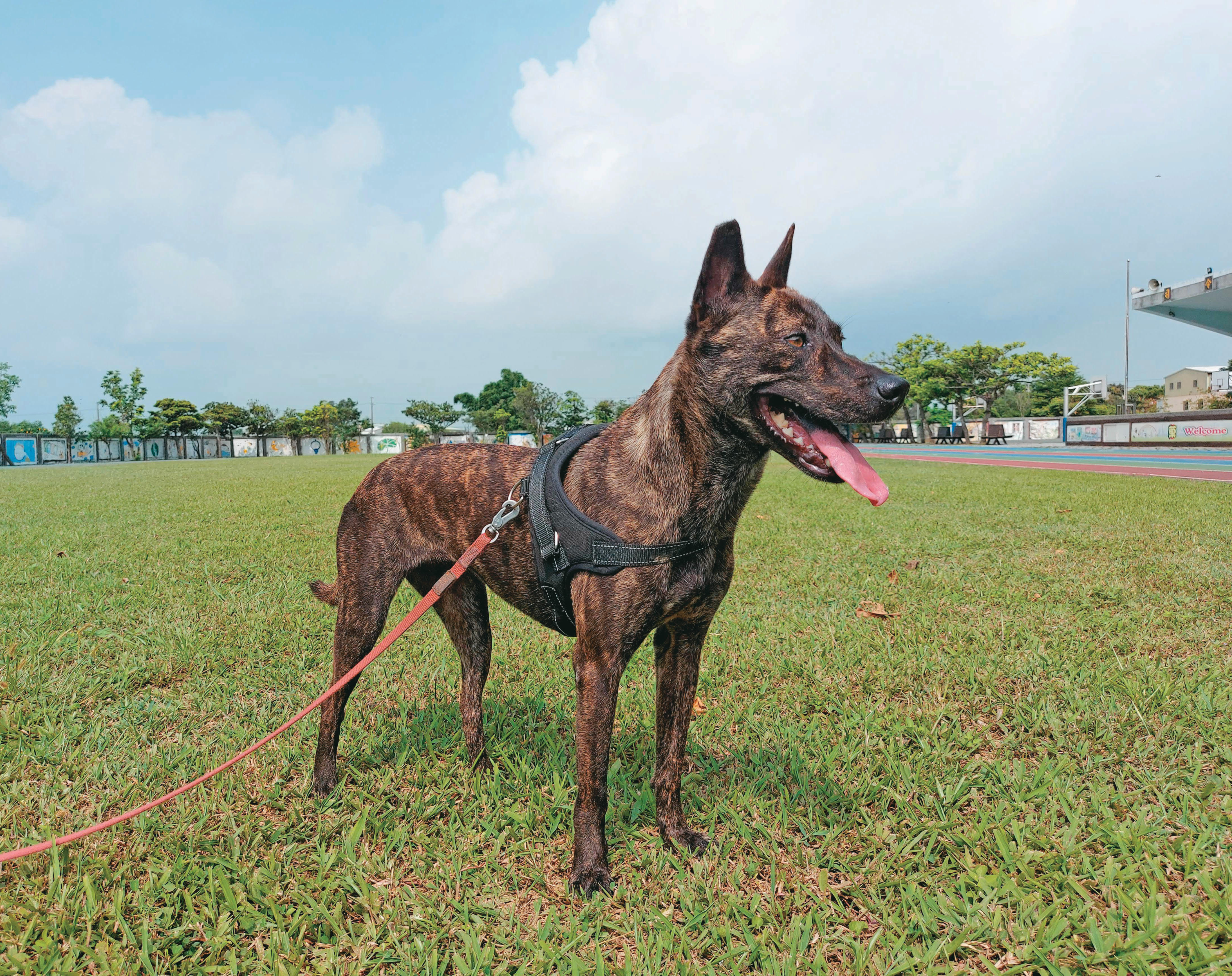 菓林國小的用心陪伴,小虎成為生命教育的啟蒙者。(菓林國小提供)