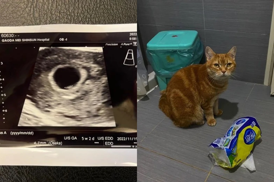 一名女網友對於懷孕後知後覺,反而寵物貓樂樂(右)比她還早感知到寶寶存在。(翻攝自Dcard)