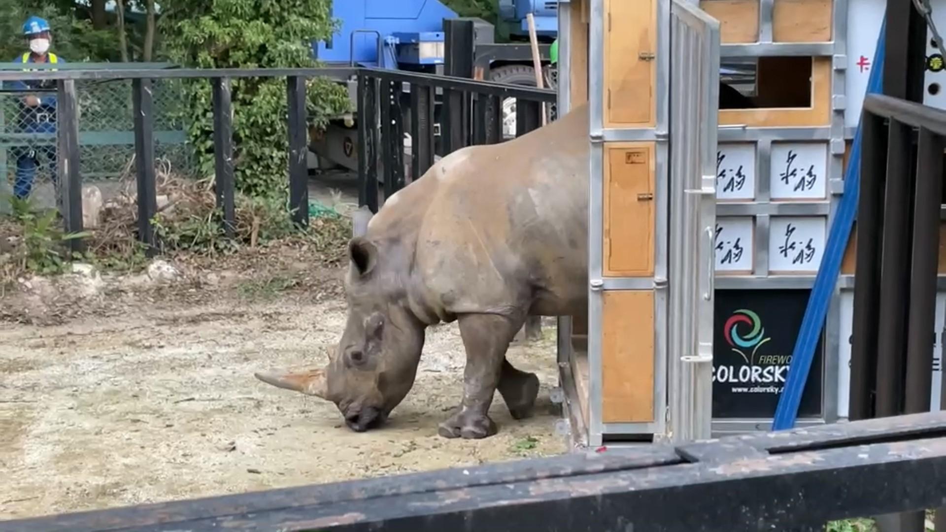 六福的女兒犀牛艾瑪去年成功抵達東武動物公園，完成「台日犀牛交流」計畫，並在今年幫助六福奪下ESG大獎。（六福旅遊集團提供）