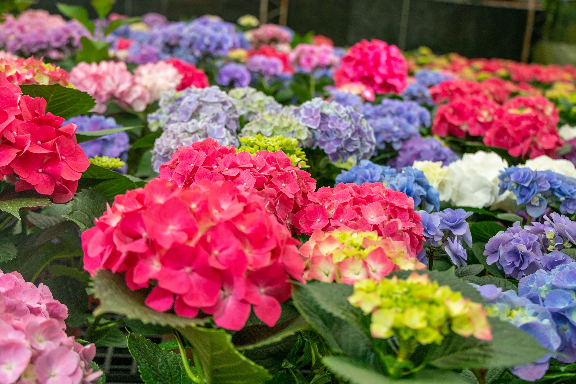 在充滿繽紛色彩的花田裡，多達 9個品種的繡球花等著你來發掘。（桃園市政府提供）