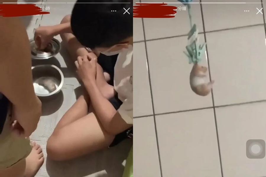 苗栗某醫專學生涉虐待老鼠，影片被PO上IG後又被轉發到Dcard上引發爭議。（翻攝自Dcard）