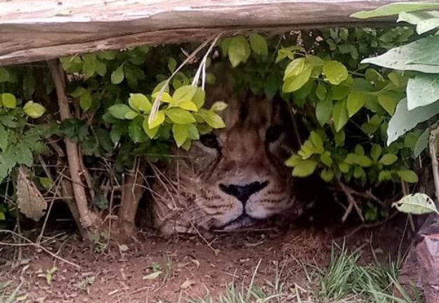 肯亞一處村落的農場傳出有獅子出沒，躲在草叢虎視眈眈盯著人類。（翻攝肯亞野生生物服務署推特 @kwskenya）