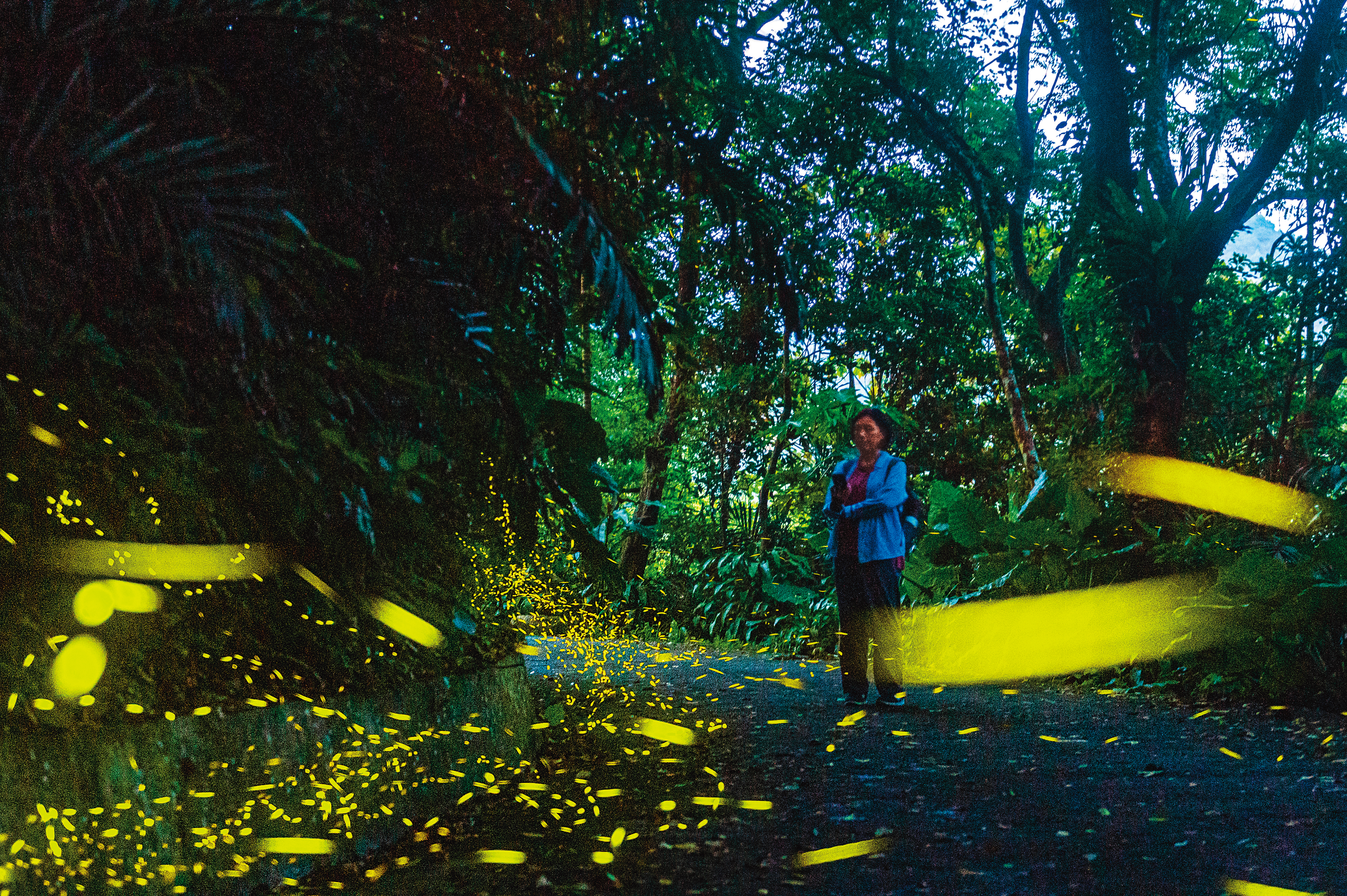 入夜後，整座「頭城休閒農場」到處螢光點點，十分夢幻。