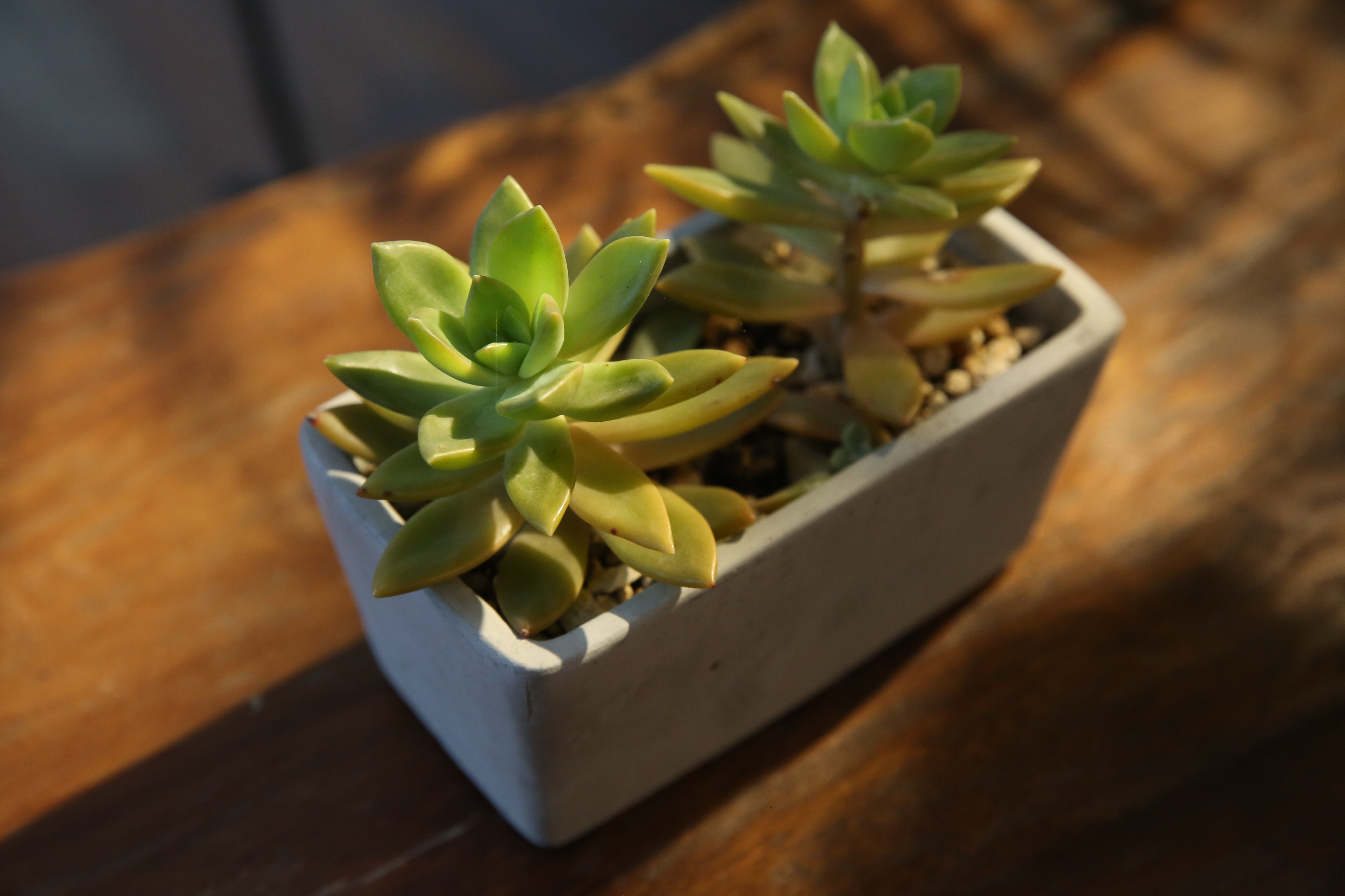植栽餐廳中到處裝飾著多肉植物。