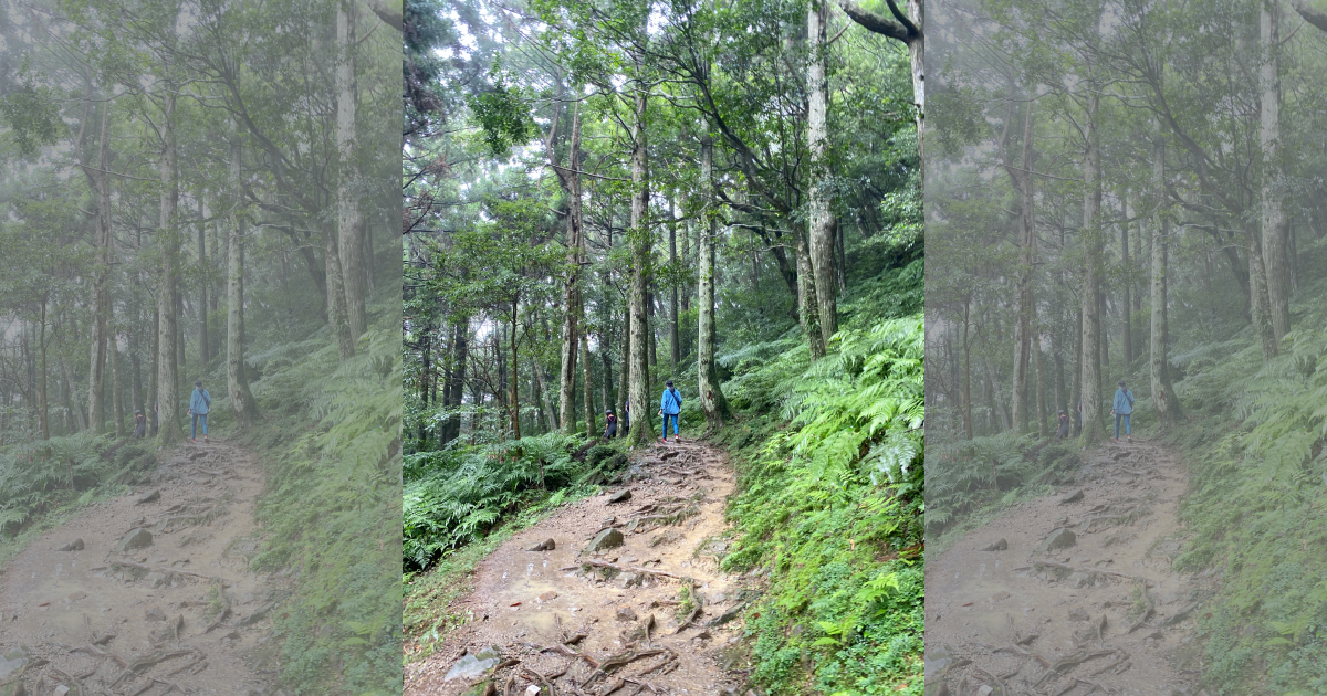 位於桃園復興的東眼山為小百岳健行登山步道。