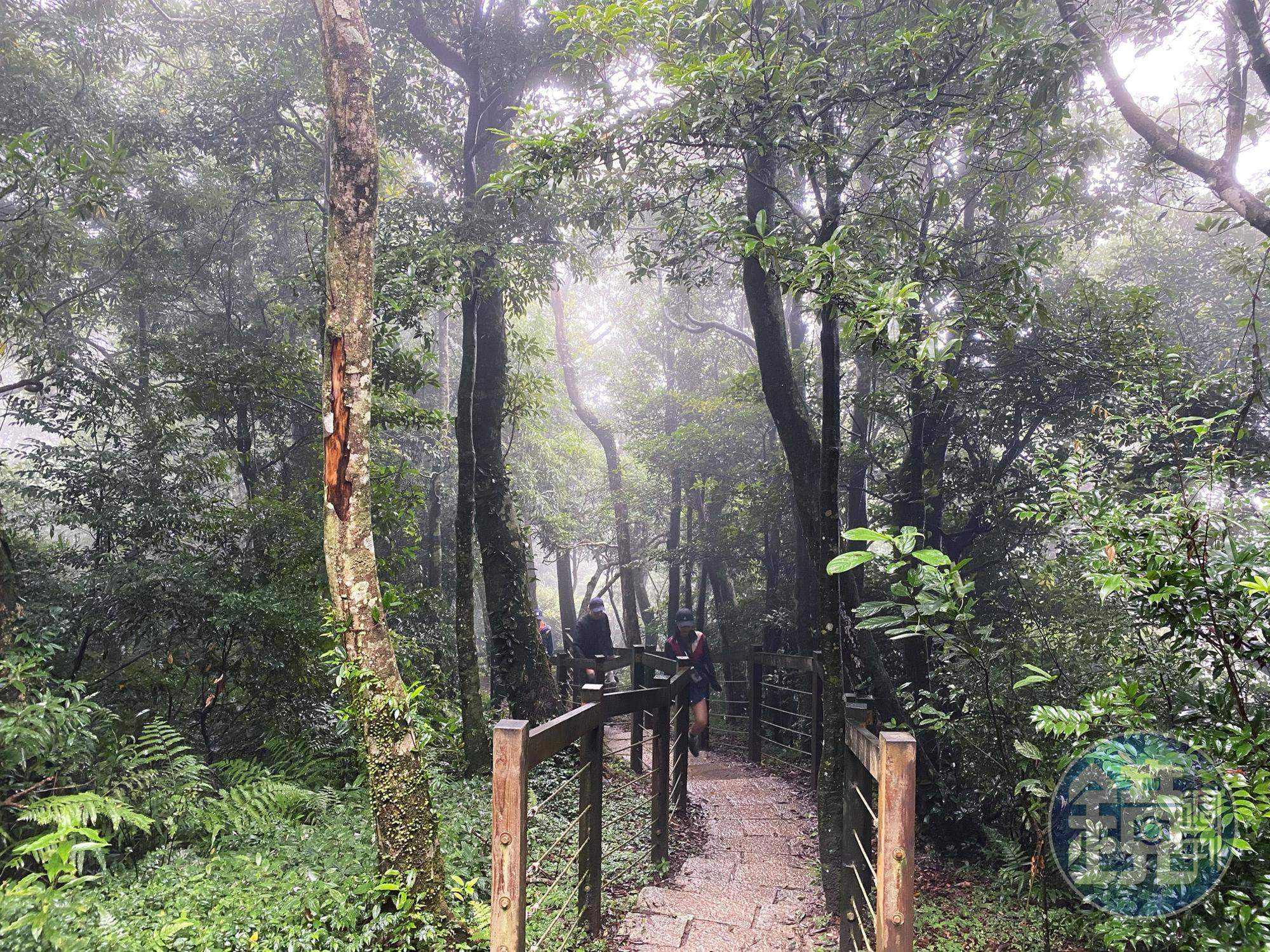 東眼山海拔高度1,212公尺，路程約1小時即可登頂，難度不高。