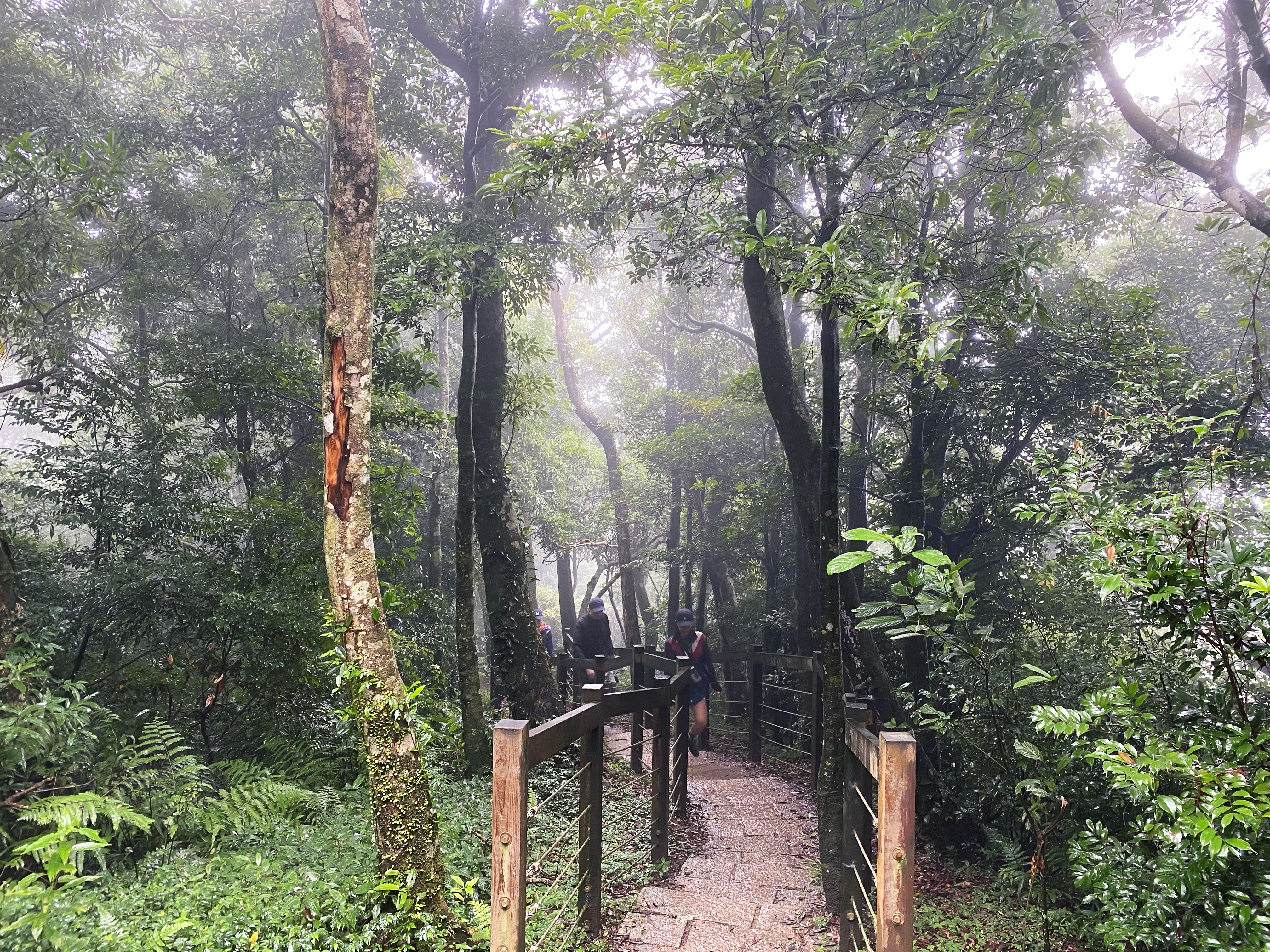 東眼山海拔高度1,212公尺，路程約1小時即可登頂，難度不高。
