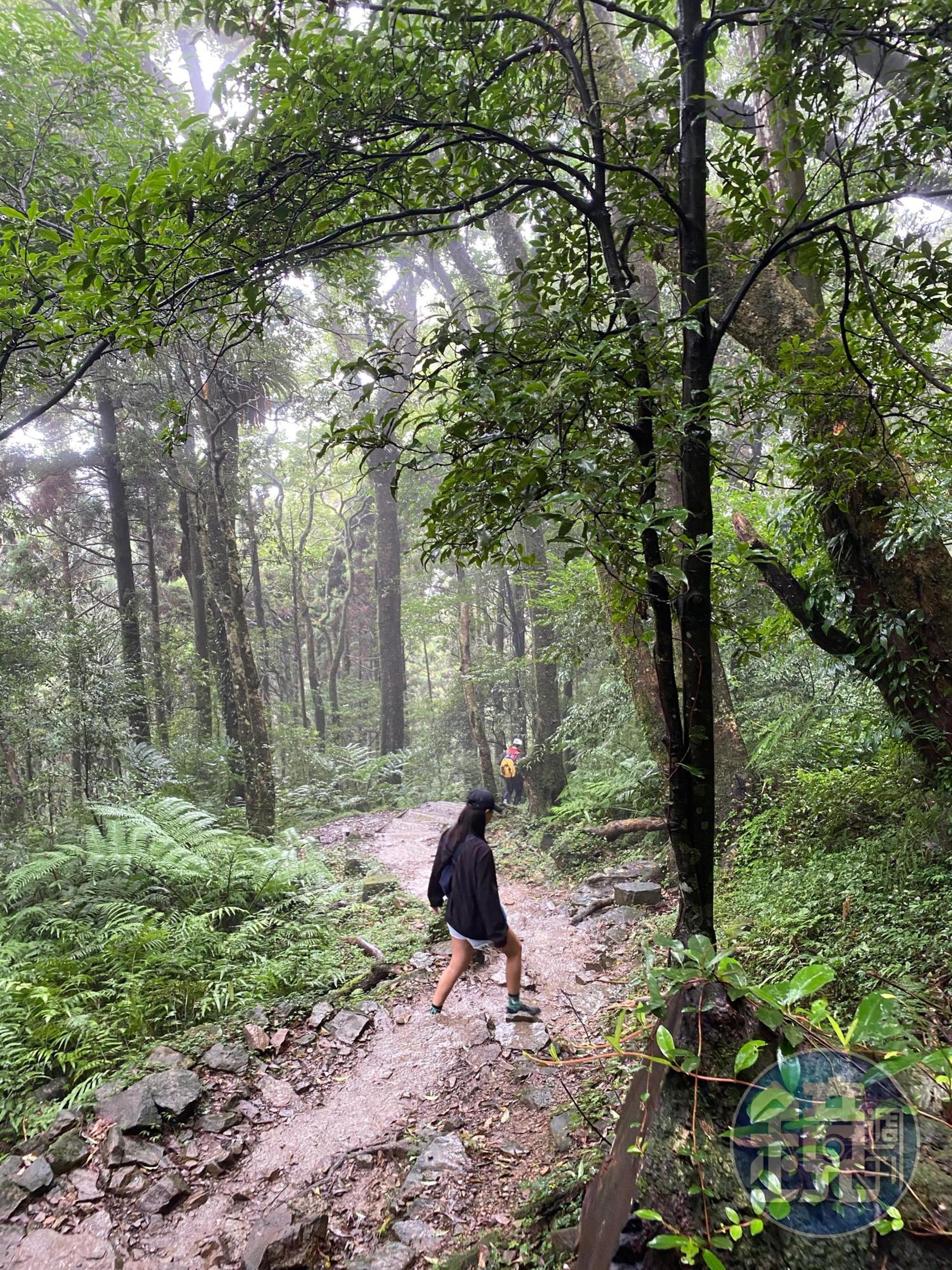 柳杉林和雲海是東眼山的2大特色。