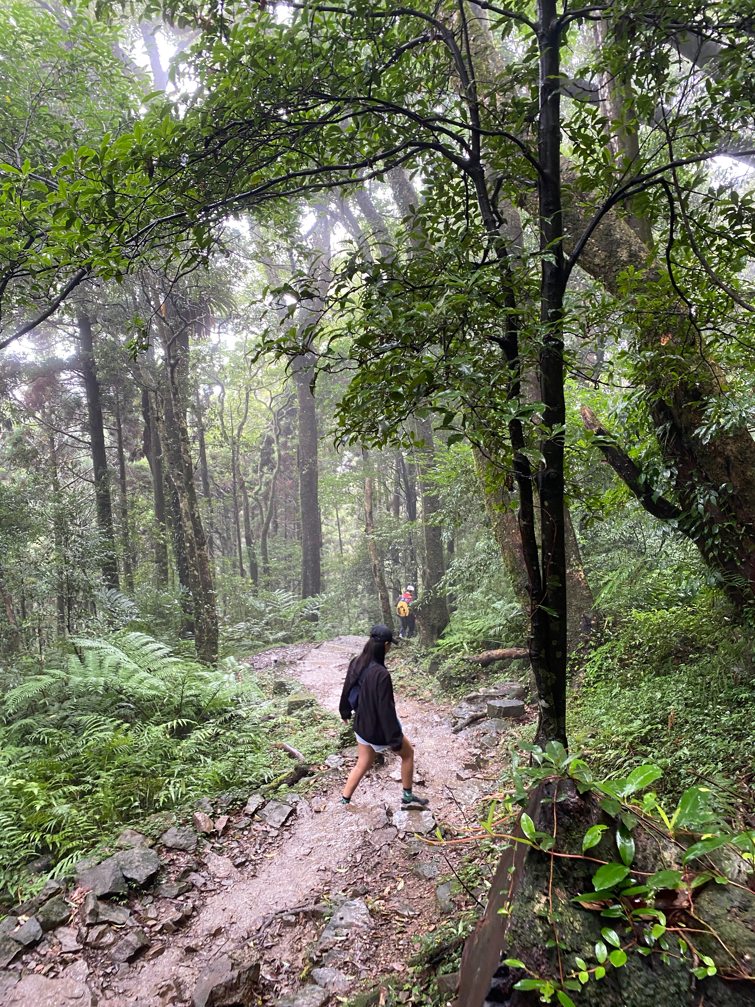 柳杉林和雲海是東眼山的2大特色。