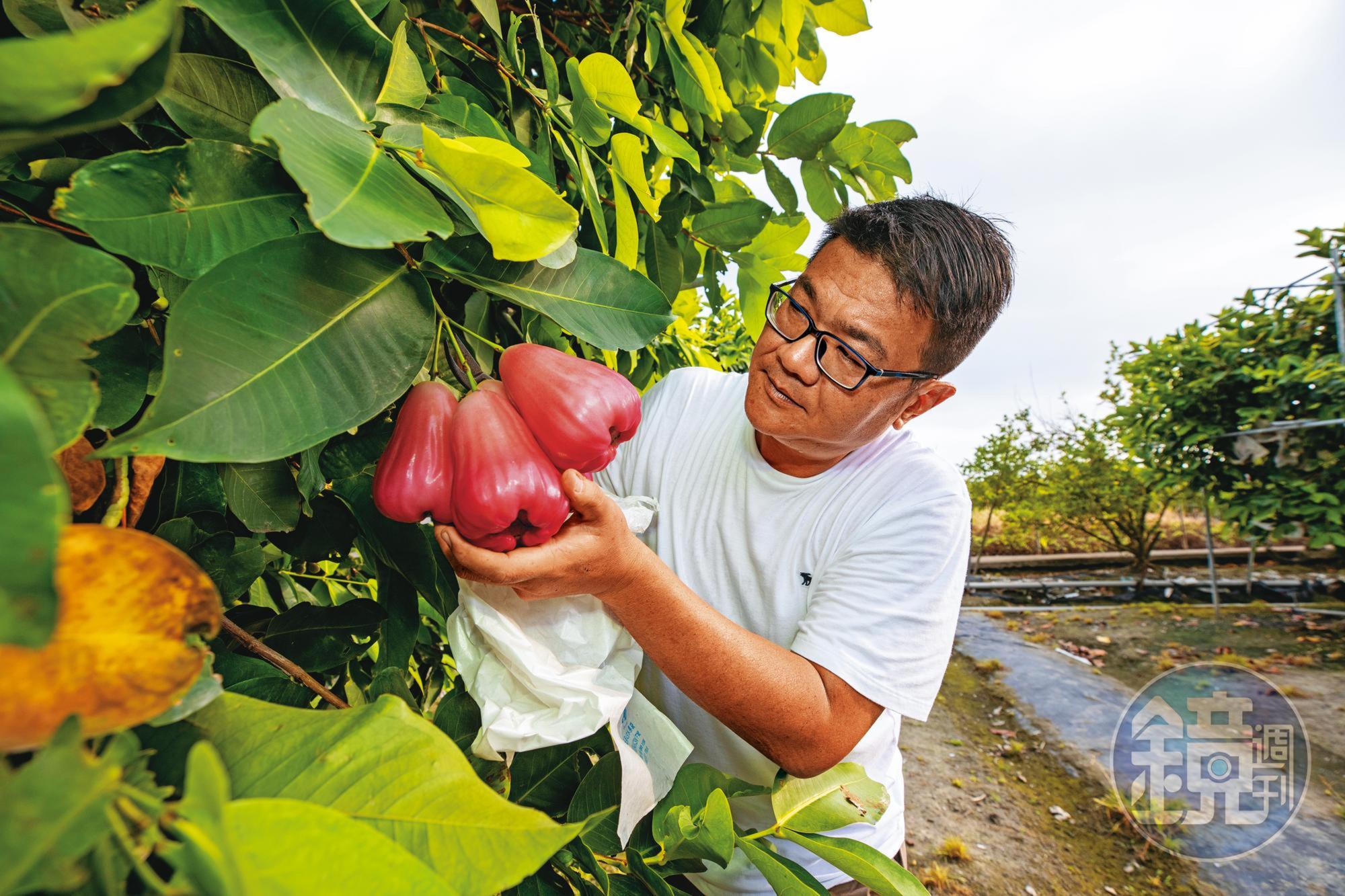 余昶佑花8年研究改良出全新蓮霧品種「三千胭脂」,口感細嫩爆汁,讓百億身家的富豪、總統級貴客想包樹獨占。