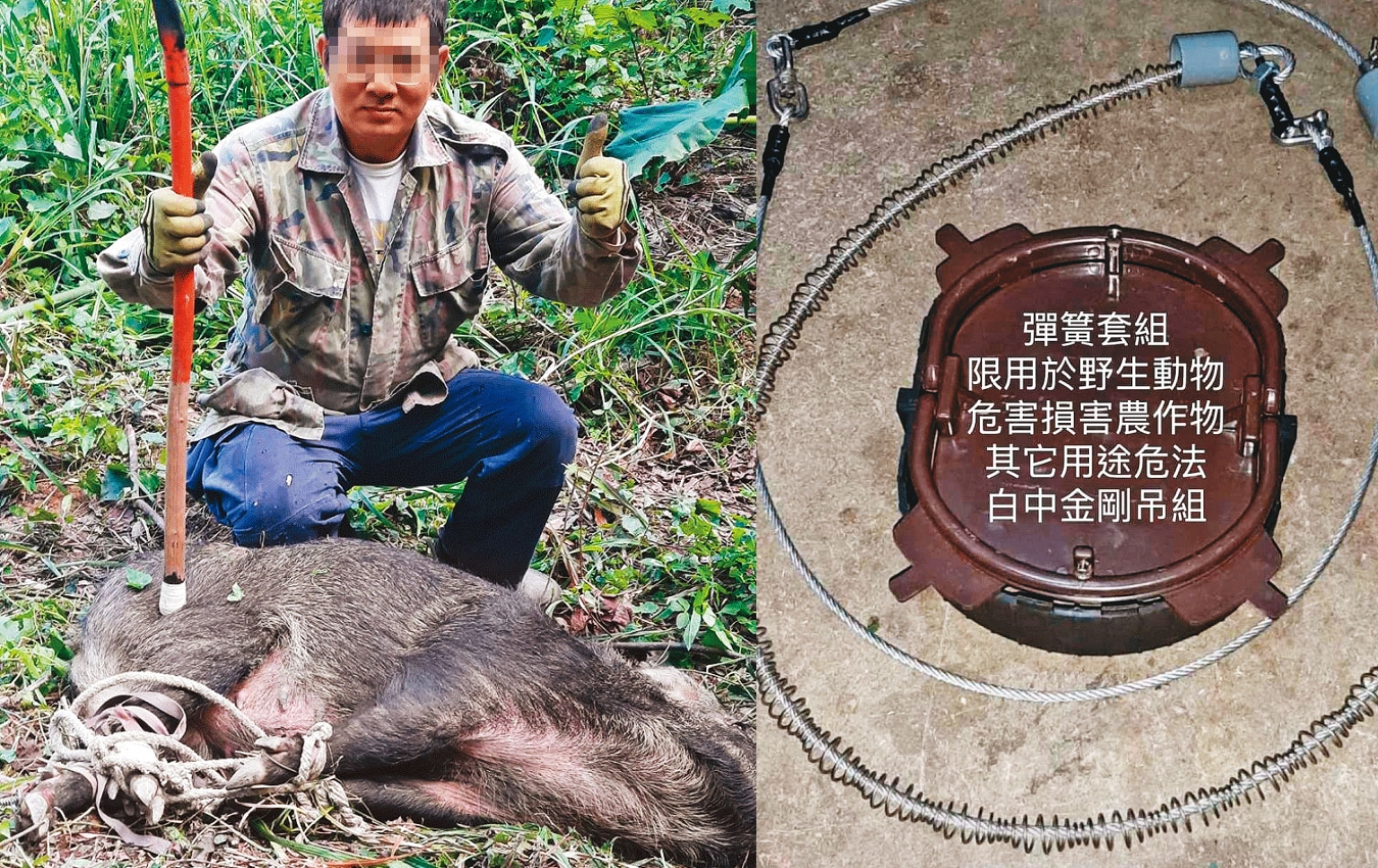 賴姓獵人在臉書PO照，炫耀用彈簧鞭獵捕山豬的成果。賴男推廣彈簧鞭時，不忘提醒買家引用《野保法》21條脫罪。（翻攝賴男臉書）