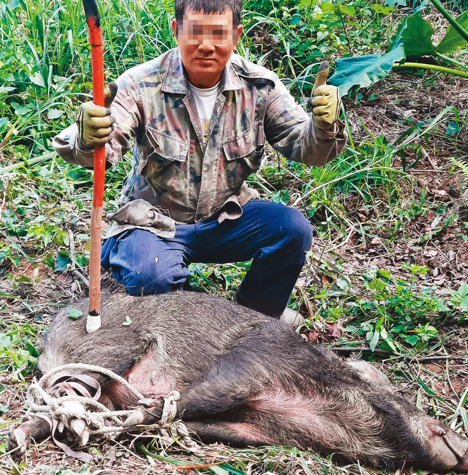 賴姓獵人在臉書PO照,炫耀用彈簧鞭獵捕山豬的成果。(翻攝賴男臉書)