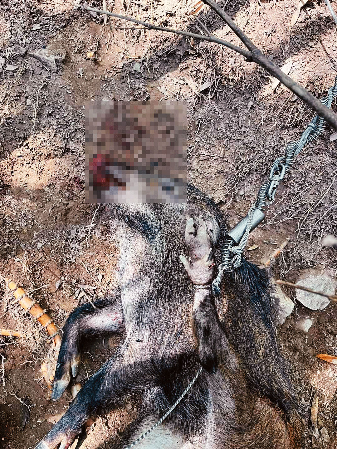山豬被非法獵具彈簧鞭困住後,越掙扎、束縛越緊,十分殘忍。(翻攝賴男臉書)
