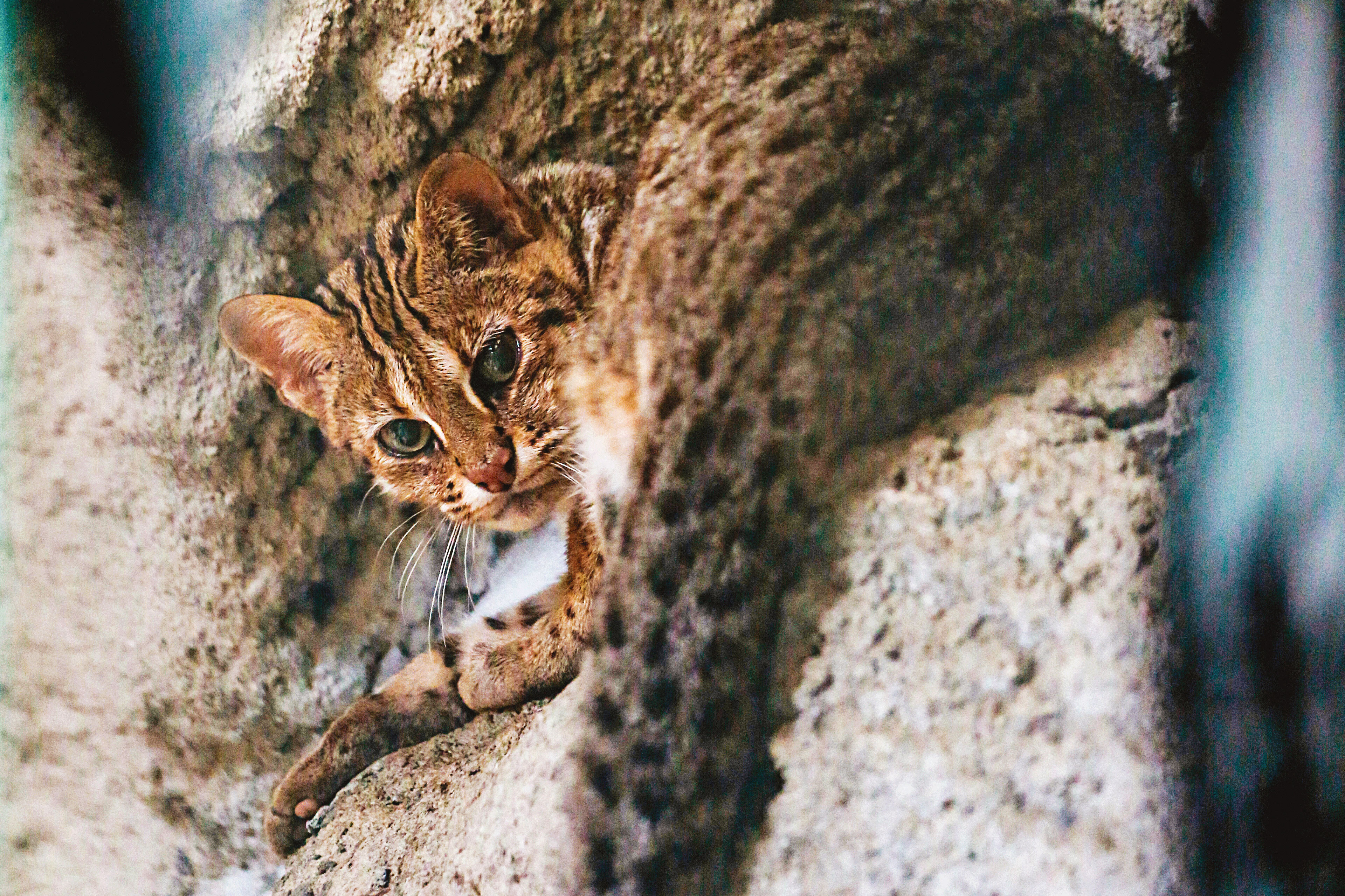 保育類野生動物石虎（圖）數量稀少，在台灣瀕臨滅種危機。