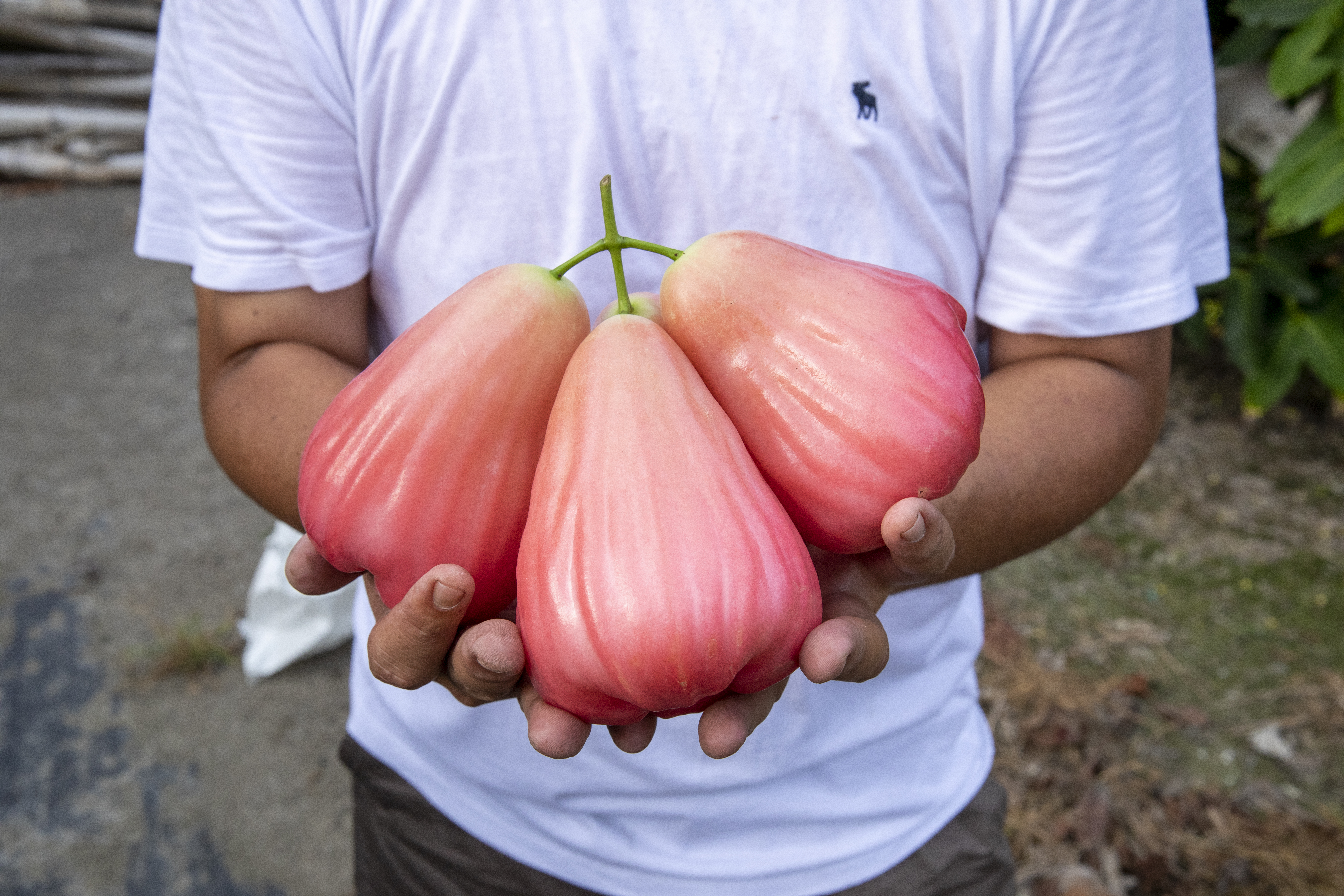 余昶佑花8年研究改良出全新蓮霧品種「三千胭脂」，口感細嫩爆汁，讓百億身家的富豪、總統級貴客想包樹獨占。