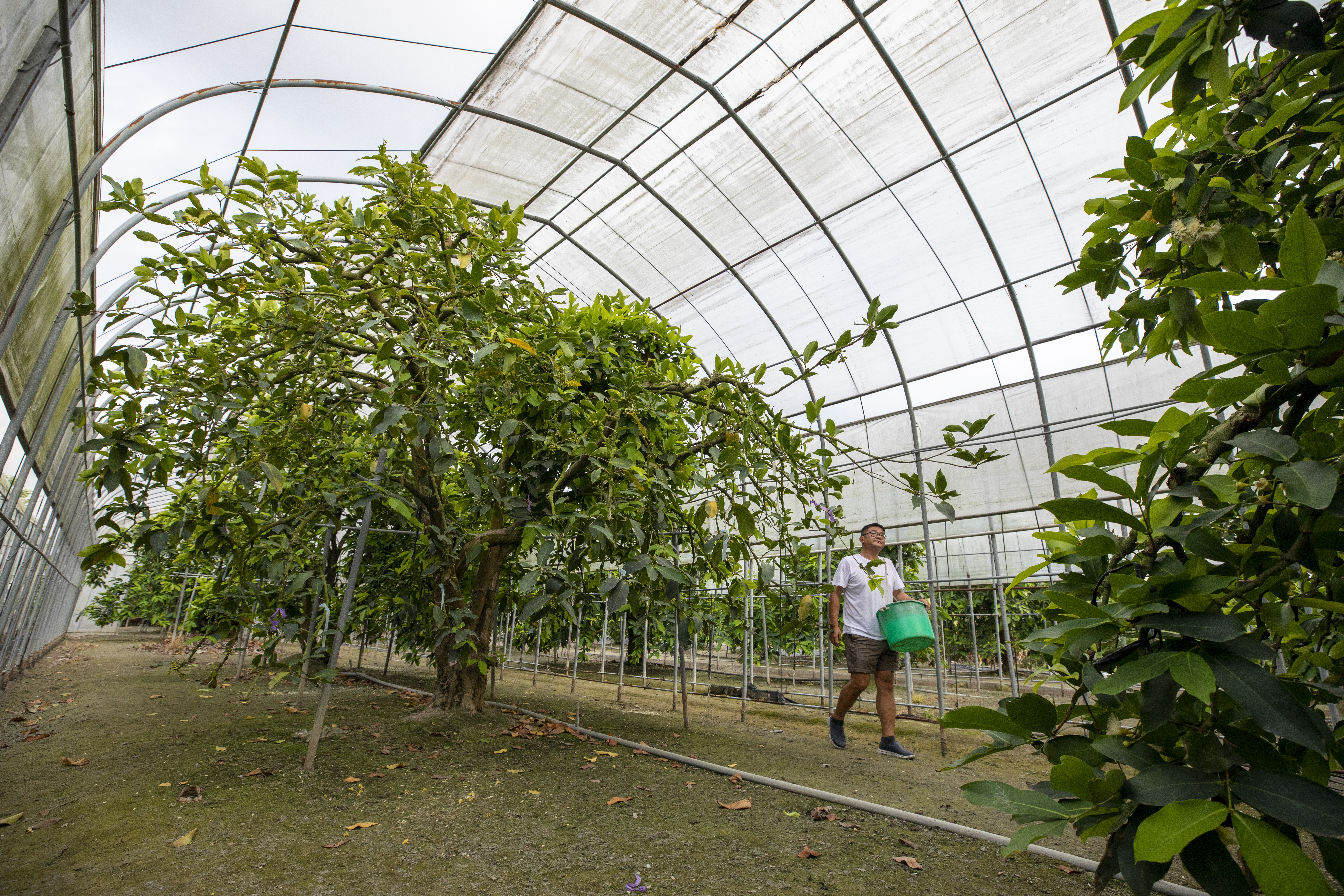 農業最怕遇天災與氣候劇變，余昶佑為巴掌蓮霧搭建溫室，寒流來襲時會讓蓮霧吹暖氣，預防寒害。