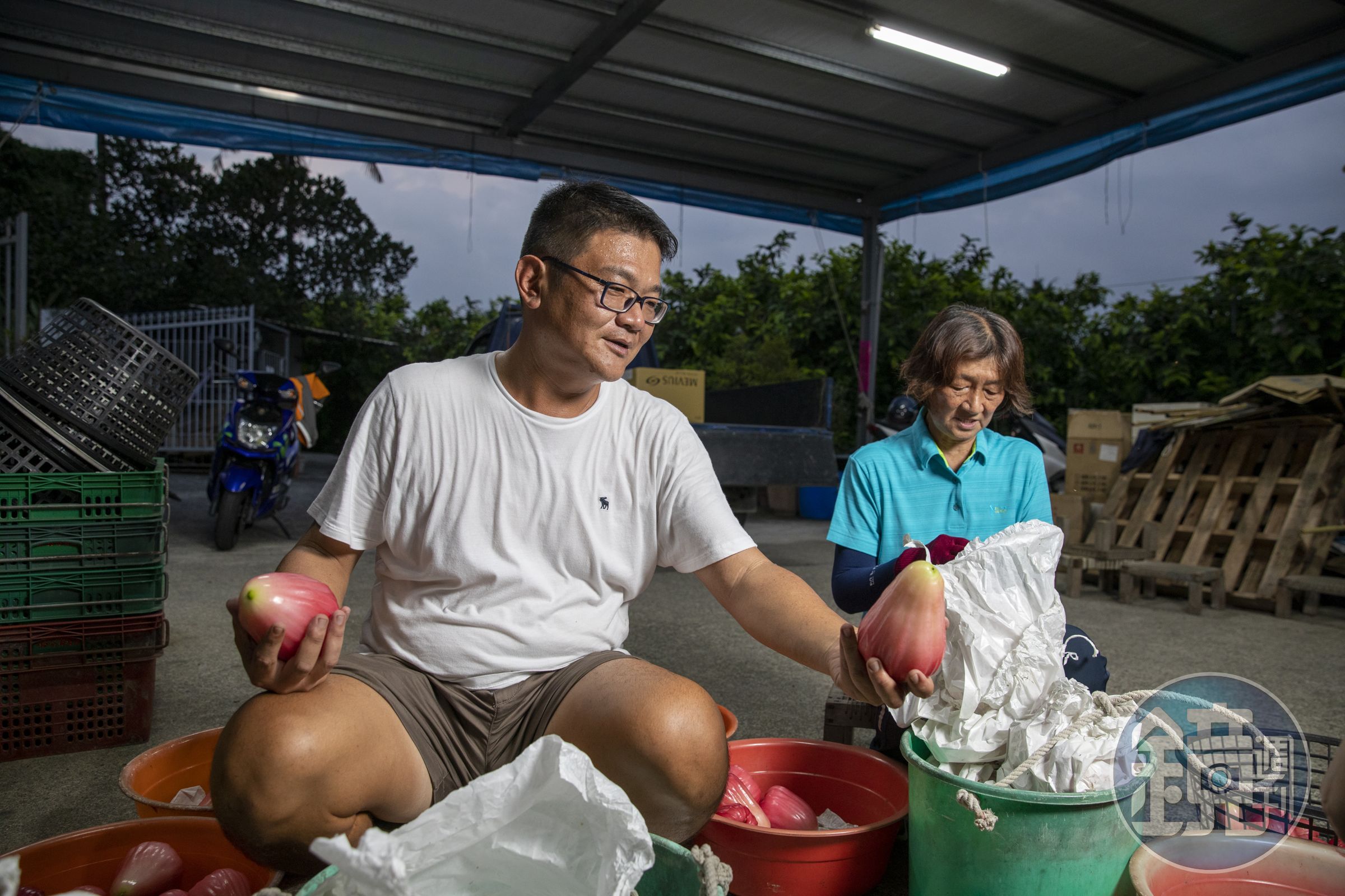 余昶佑（左）與母親葉金梅（右）採外觀目視、磅重、套袋3道人工檢查，確保每顆大果農莊的蓮霧品質。