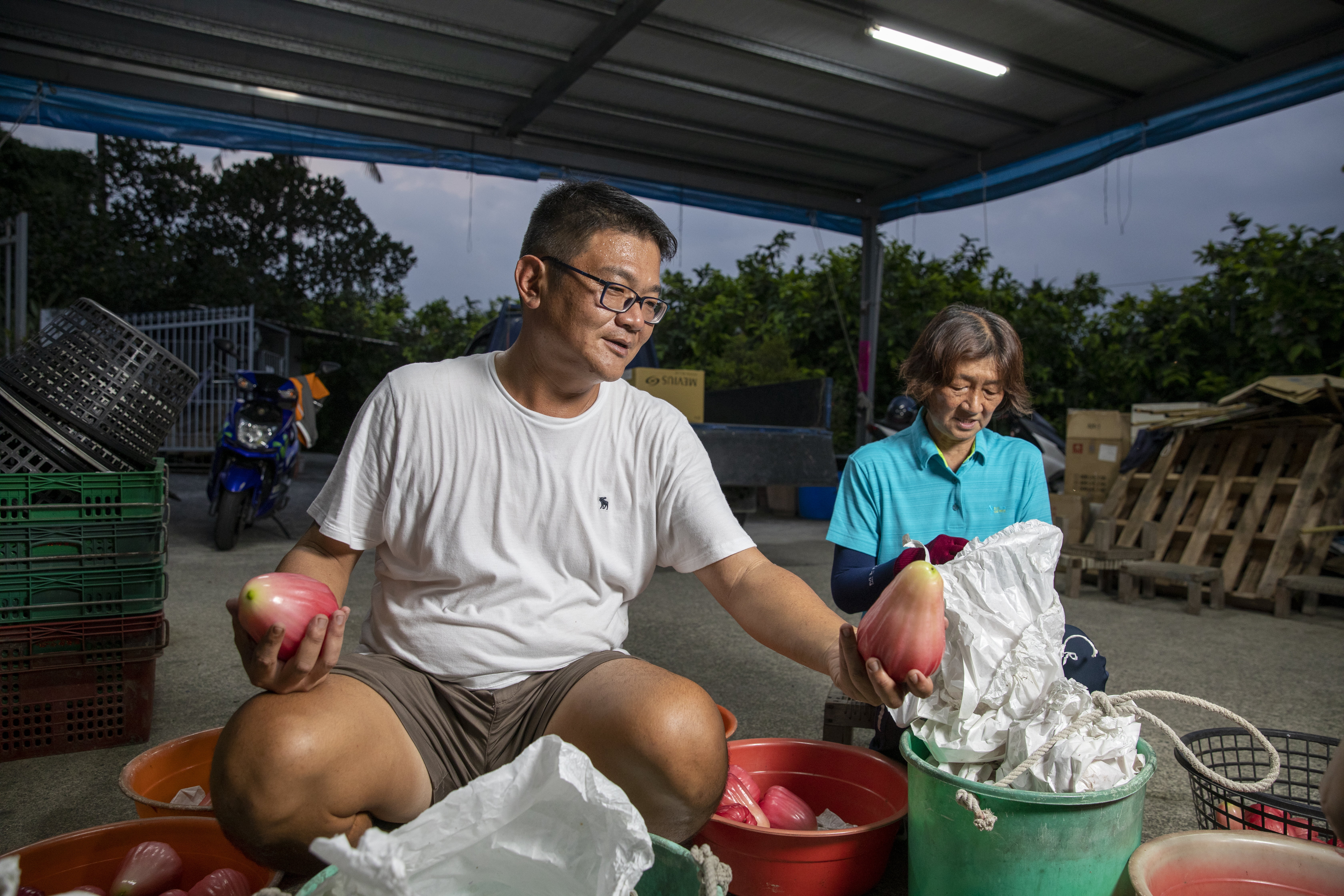余昶佑（左）與母親葉金梅（右）採外觀目視、磅重、套袋3道人工檢查，確保每顆大果農莊的蓮霧品質。