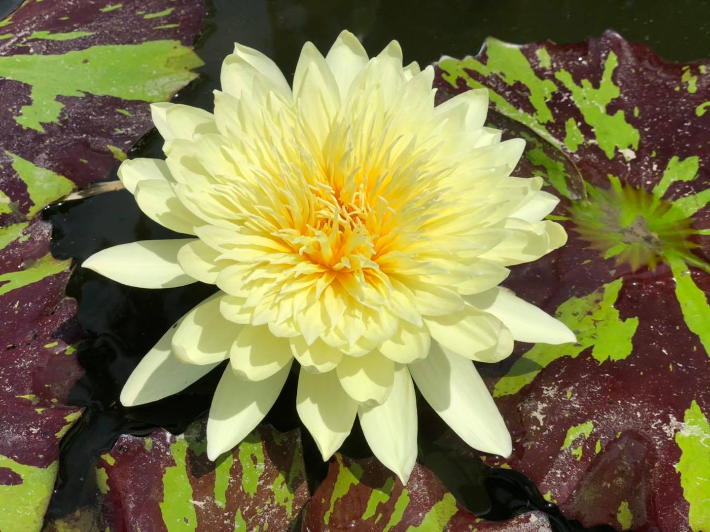 余昶佑培育出的新品種蓮花，嬌豔欲滴。（翻攝大果農莊臉書粉絲團）