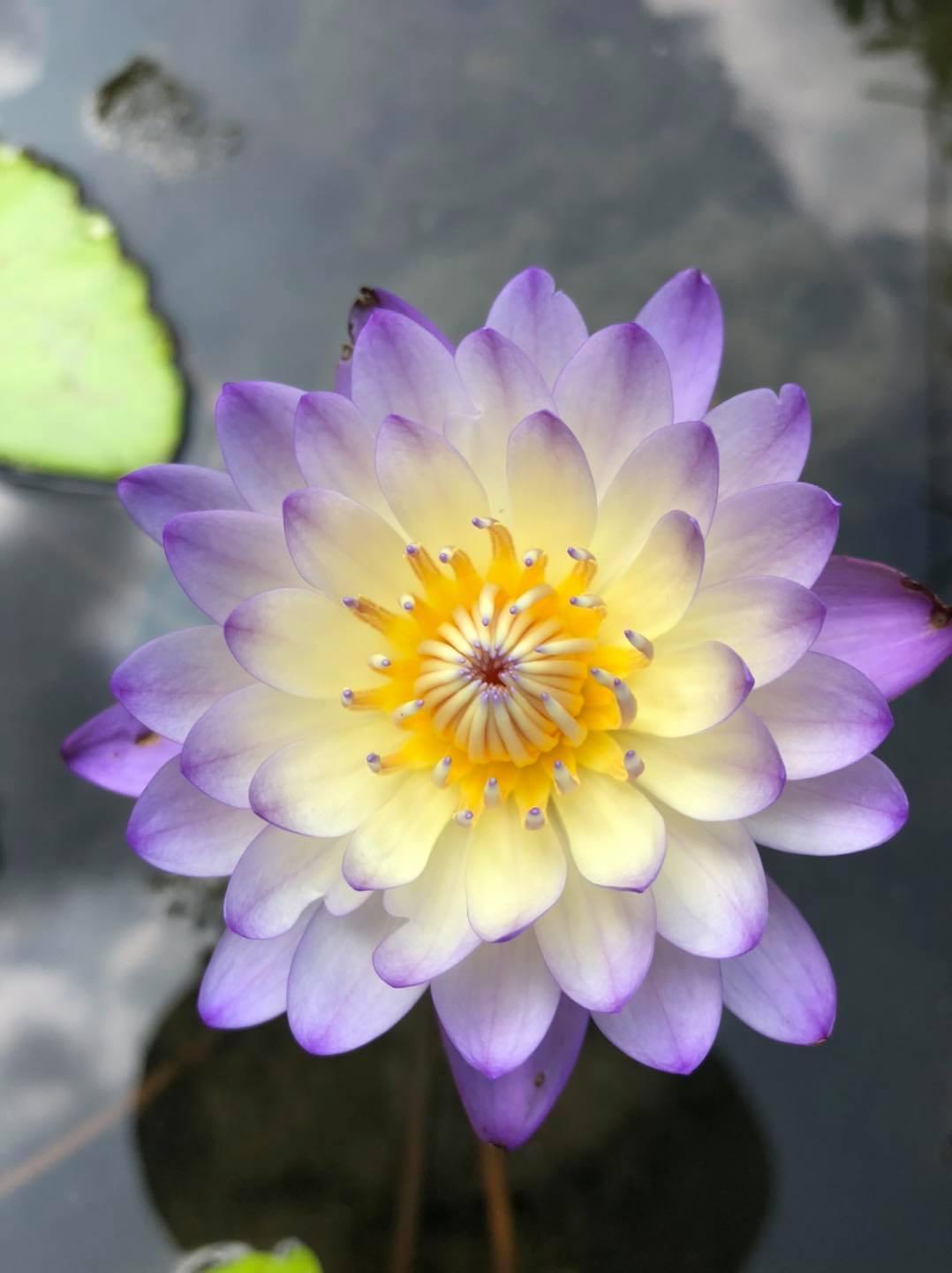 余昶佑培育出的新品種蓮花，嬌豔欲滴。（翻攝大果農莊臉書粉絲團）