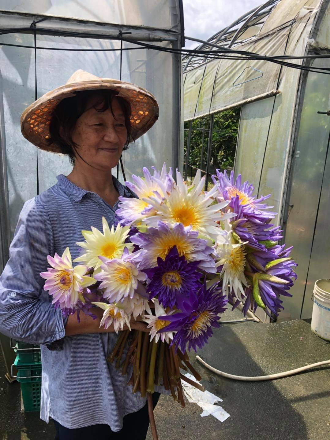 葉金梅對兒子的綠手指技術讚不絕口，圖為她將蓮花採下準備插花欣賞。（翻攝大果農莊臉書粉絲團）