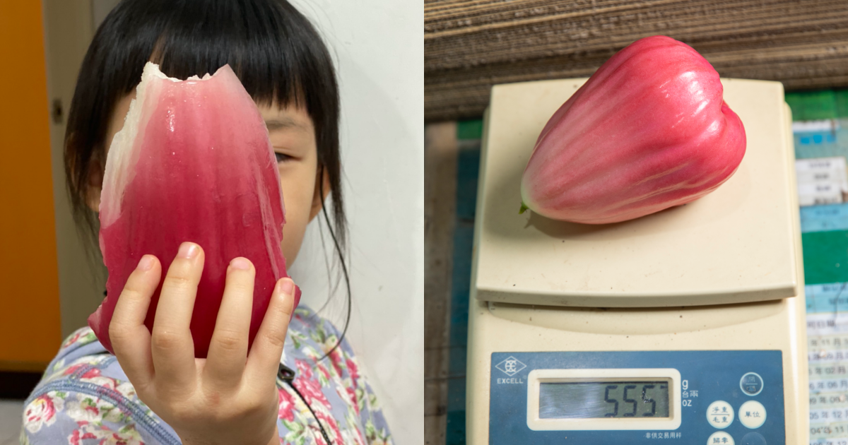 本刊搶先開箱全新蓮霧品種「三千胭脂」，每顆果粒重達近1斤，夏果會有獨特粉紅漸層色澤，口感細嫩爆汁。