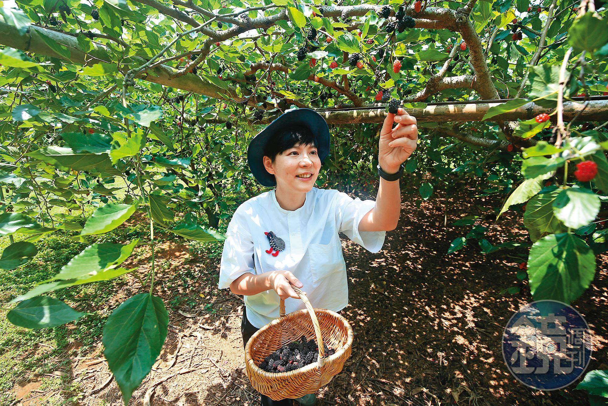桑椹盛產的季節來到卓蘭，就有機會跟著「坪林五二」的主人袁珮蓓造訪鄰居的笑笑農場，體驗採桑椹等水果的樂趣。