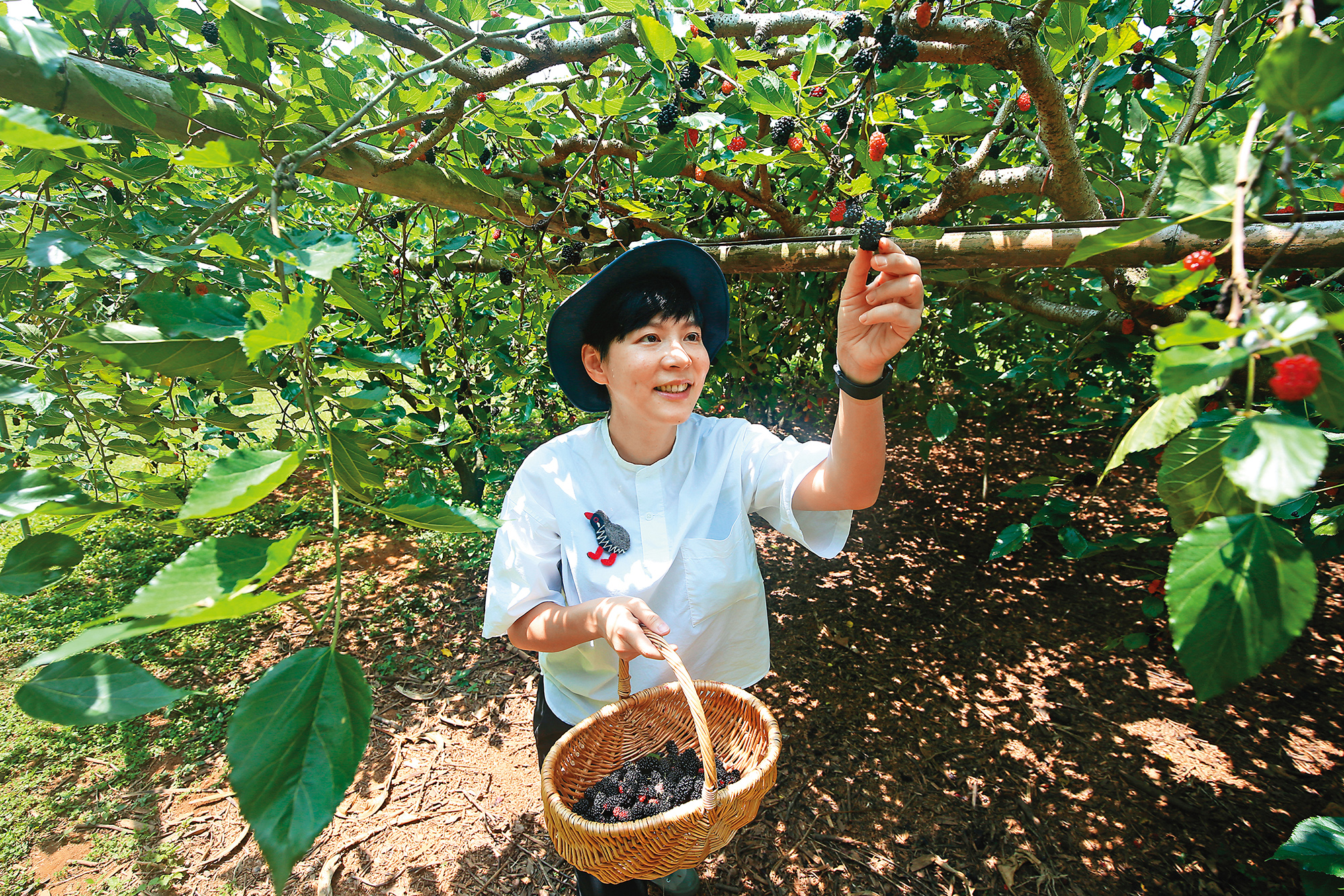 桑椹盛產的季節來到卓蘭，就有機會跟著「坪林五二」的主人袁珮蓓造訪鄰居的笑笑農場，體驗採桑椹等水果的樂趣。