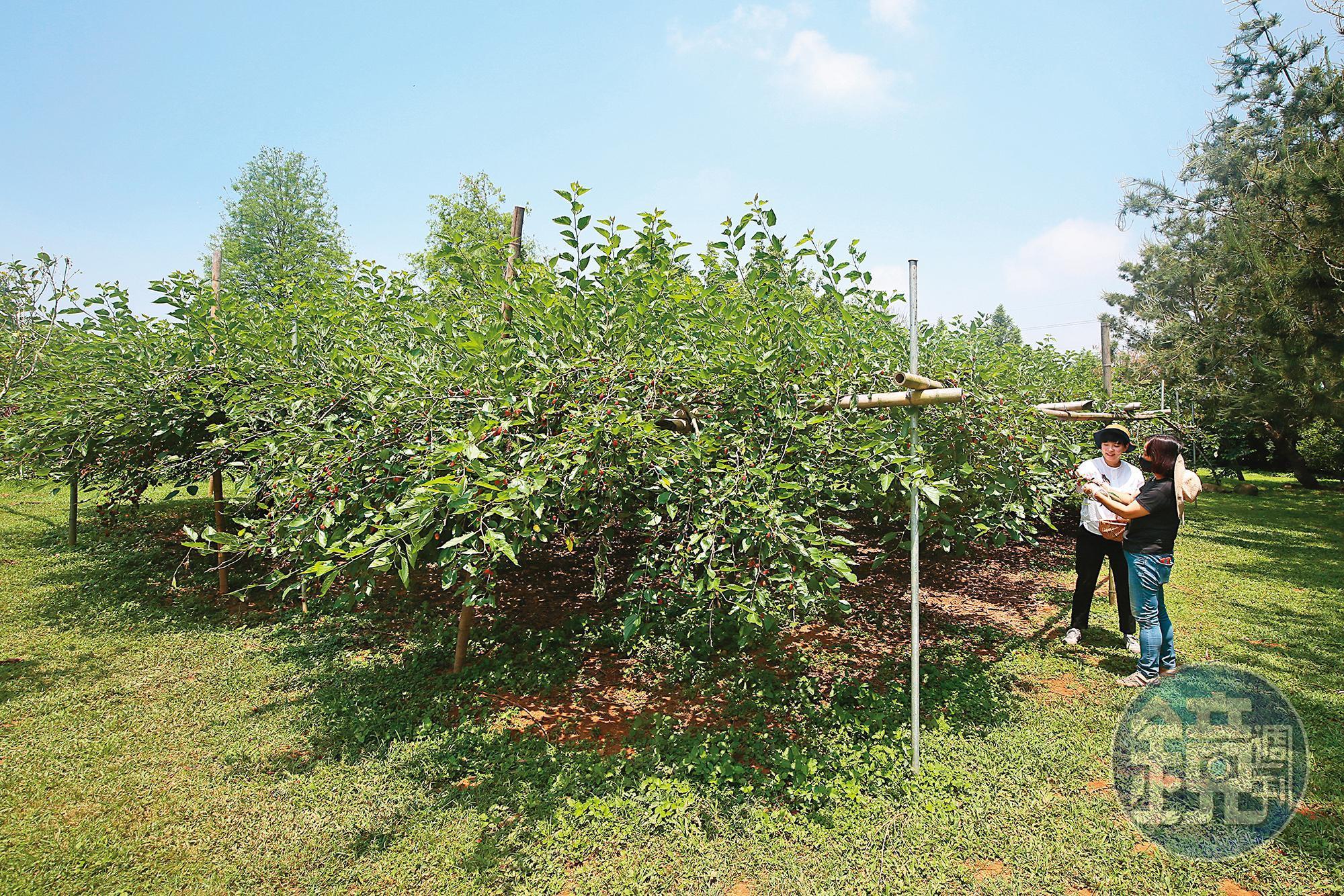 「笑笑農場」未對外開放，主人採用無毒種植栽培桑椹。