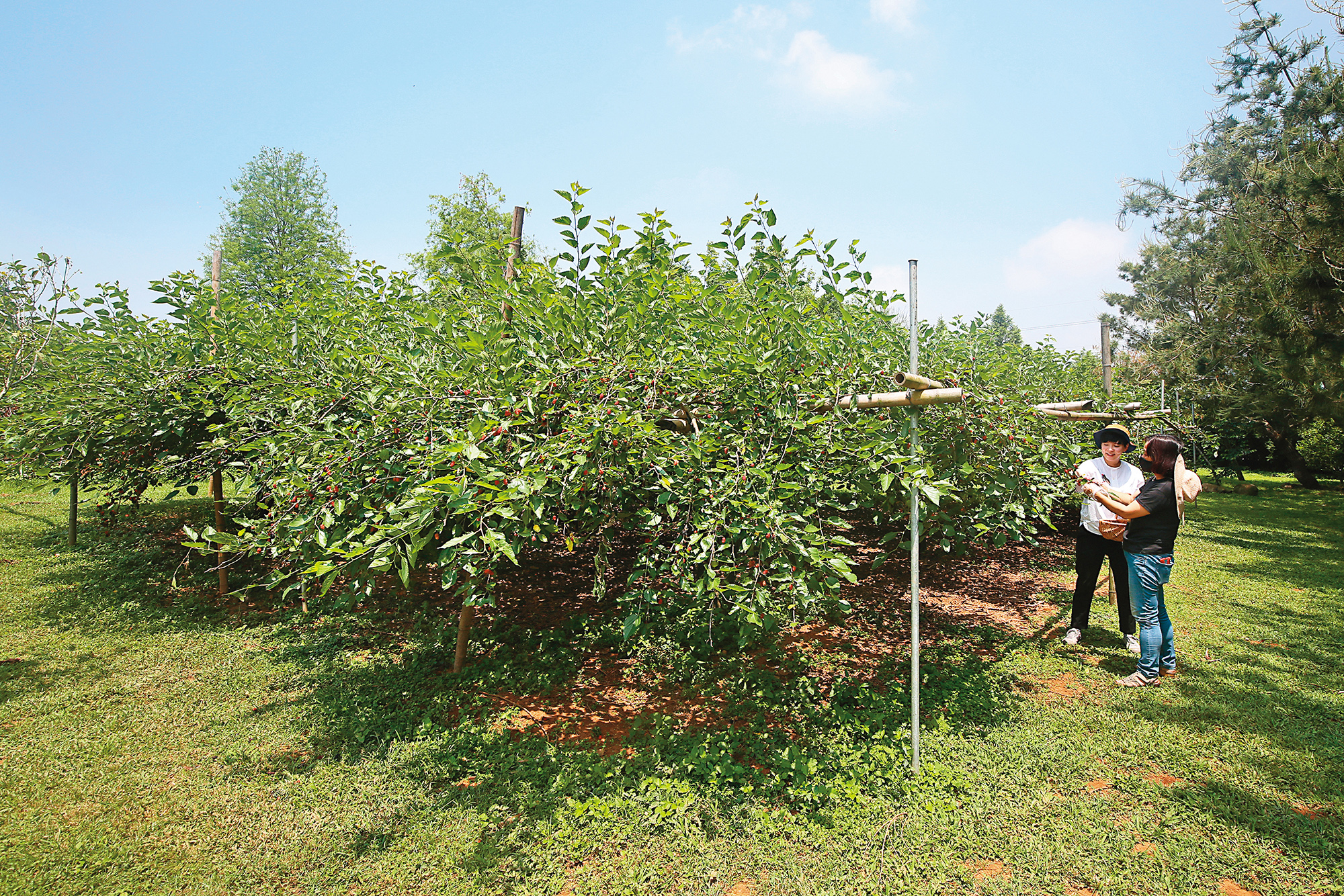 「笑笑農場」未對外開放,主人採用無毒種植栽培桑椹。