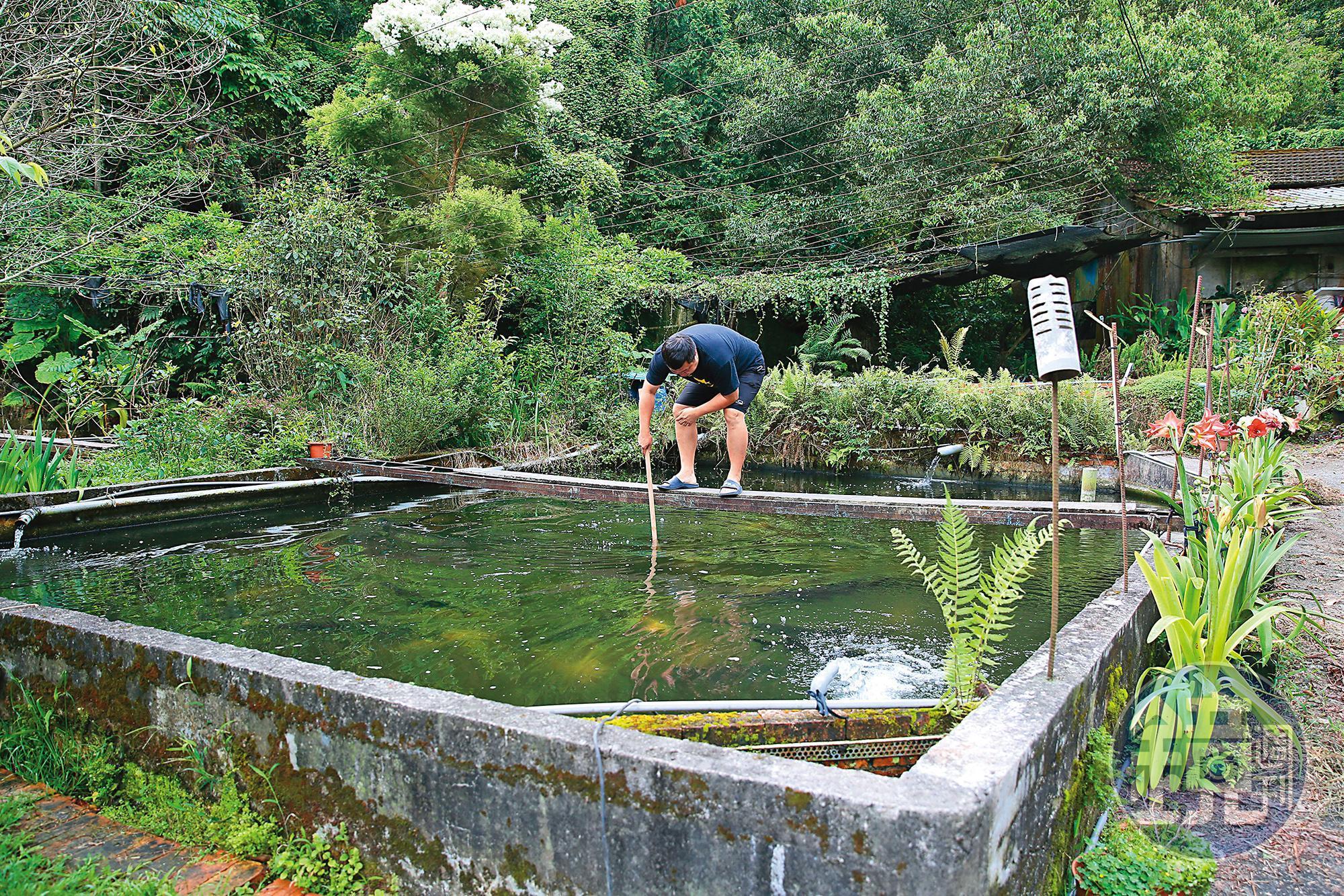 老闆詹喬宇是以養殖鱘龍魚苗起家。